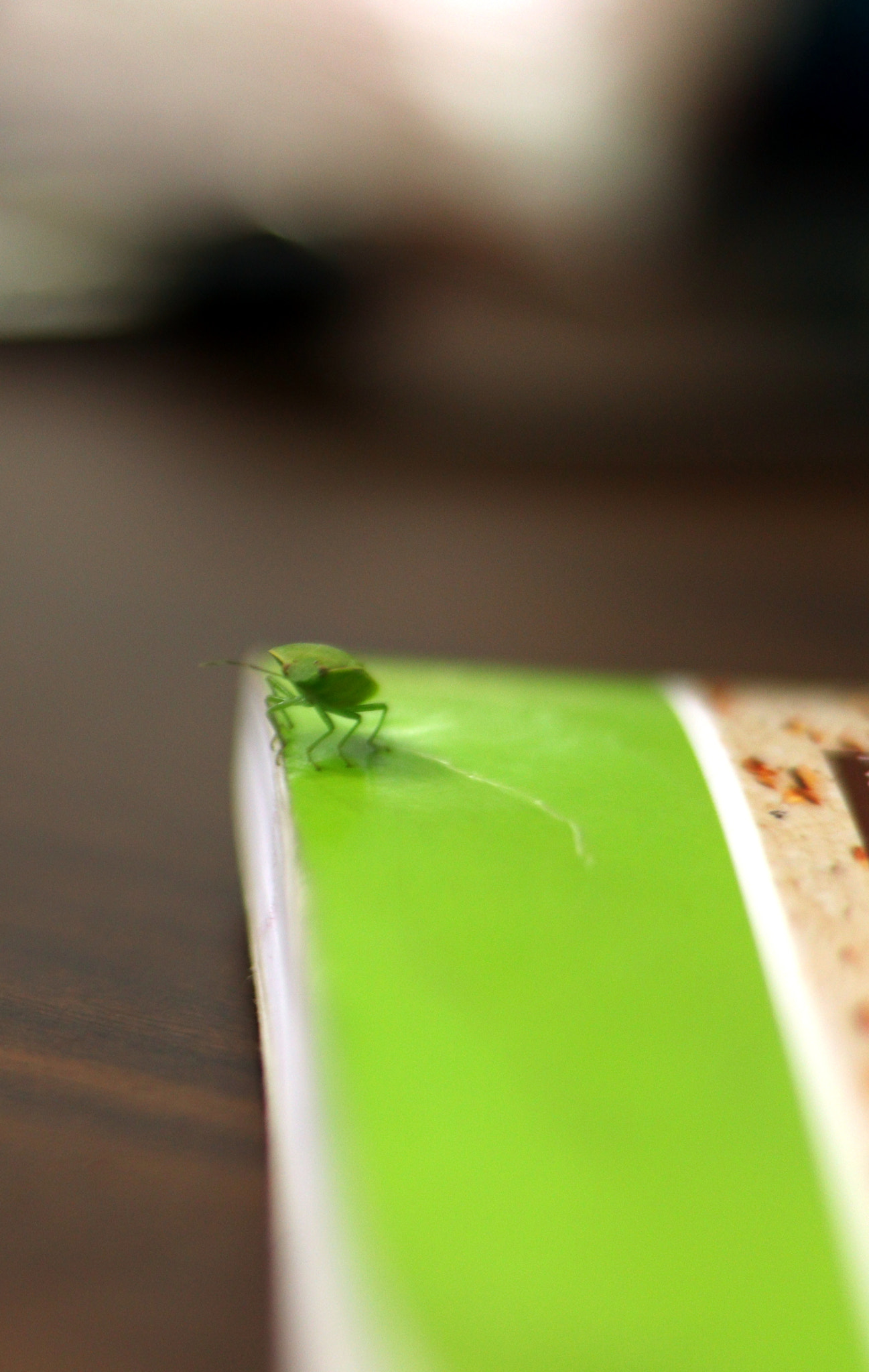 Canon EOS 800D (EOS Rebel T7i / EOS Kiss X9i) + Canon EF 50mm F1.8 STM sample photo. Green stink bug photography