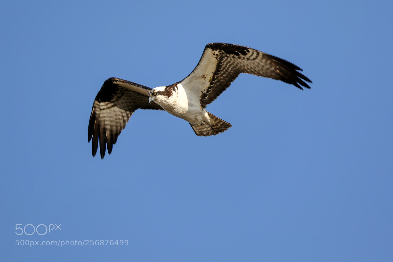 Canon EOS 7D Mark II sample photo. Osprey photography