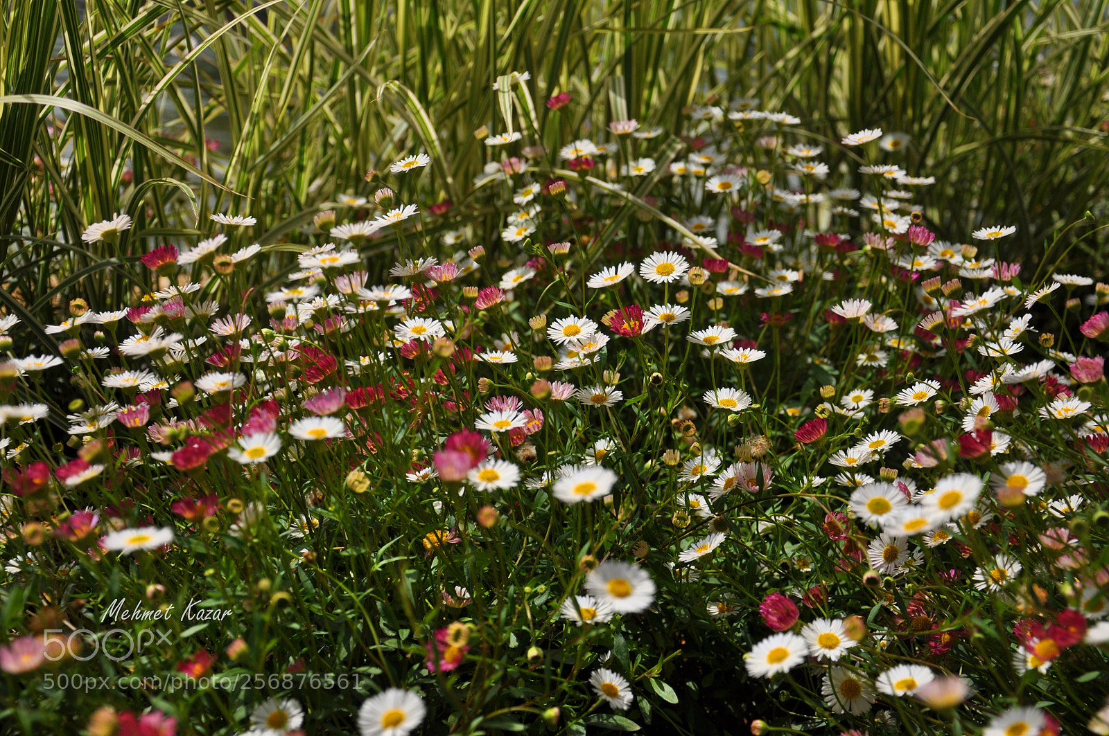 Nikon D90 sample photo. Untitled photography