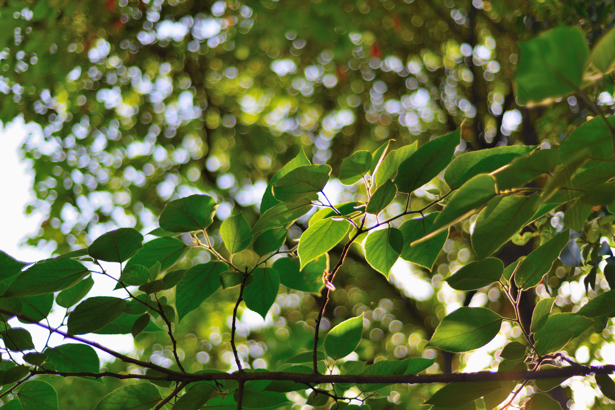 Nikon D610 + Nikon AF Nikkor 50mm F1.8D sample photo. Photosynthesis photography