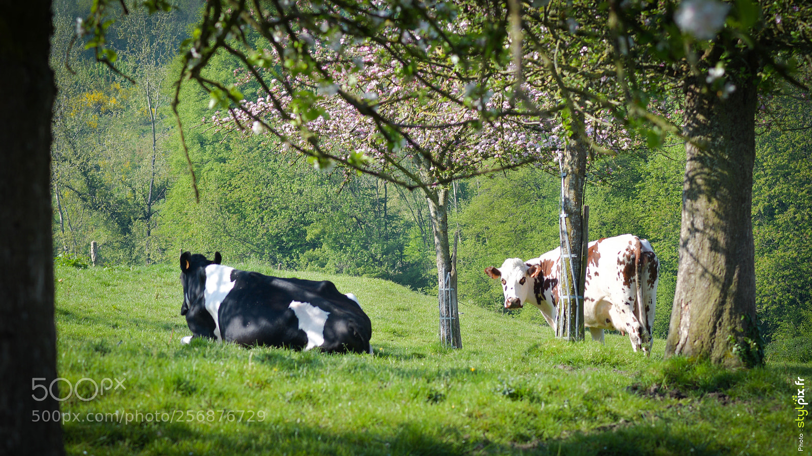 Nikon D500 sample photo. Vaches normandes dans le photography