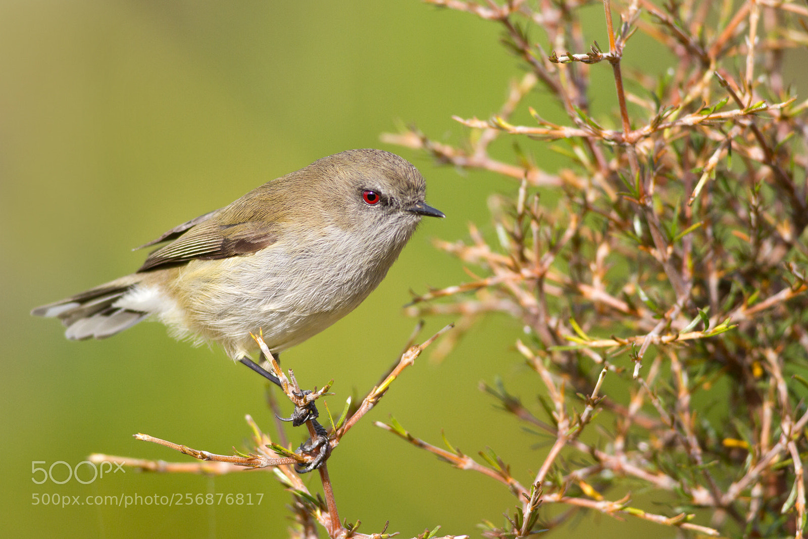 Canon EOS 7D sample photo. Grey warbler on coprosma (3) photography