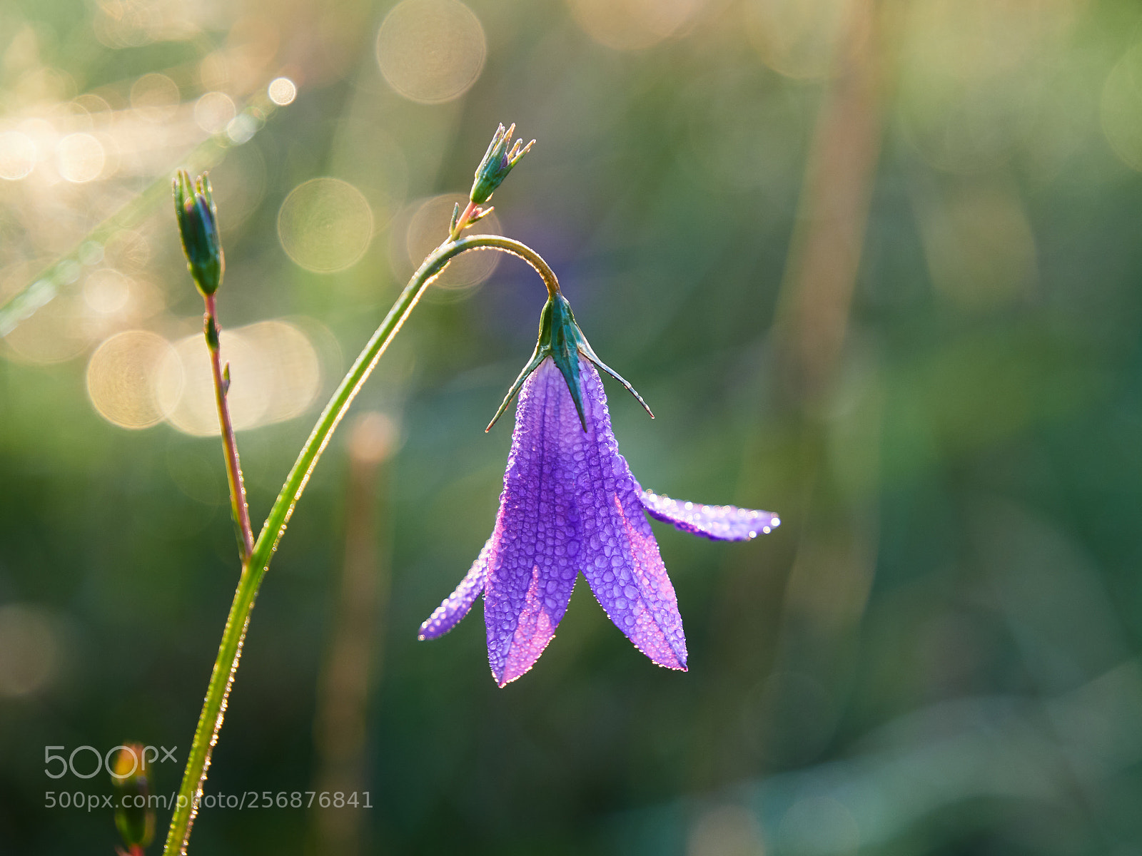 Olympus OM-D E-M1 Mark II sample photo. Sunrise bloom photography