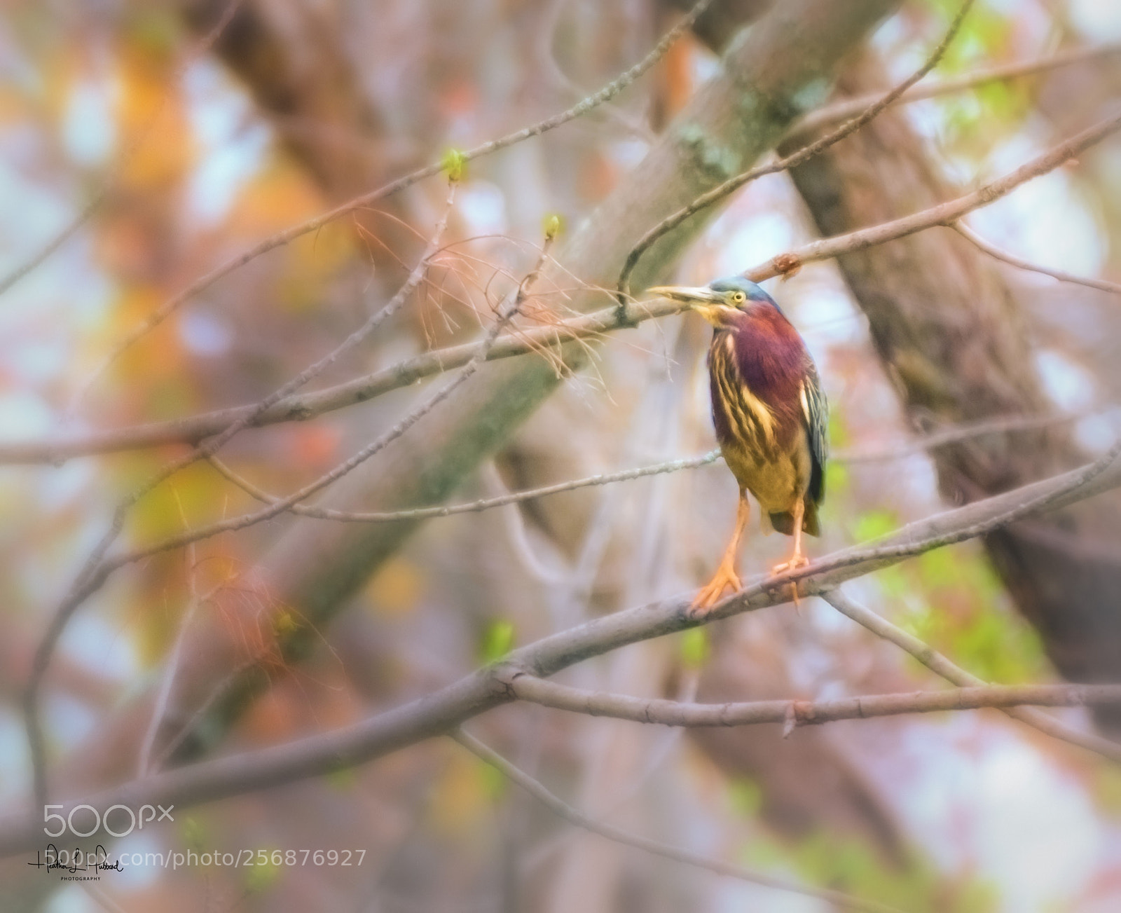 Nikon D810 sample photo. Little green heron photography
