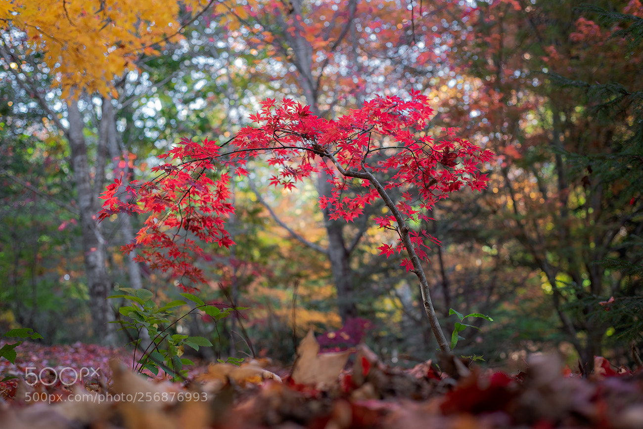 Nikon D750 sample photo. Maple arch photography