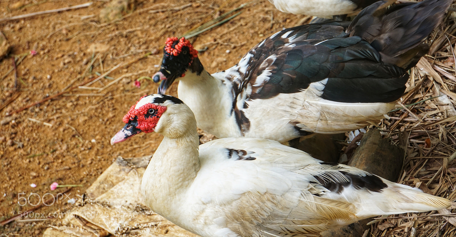 Sony a6000 sample photo. Muscovy duck photography