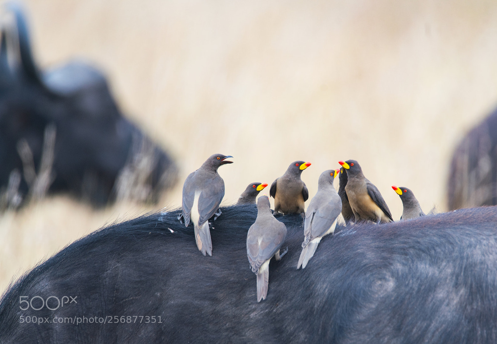 Sony a99 II sample photo. Yellow billed oxpecker photography
