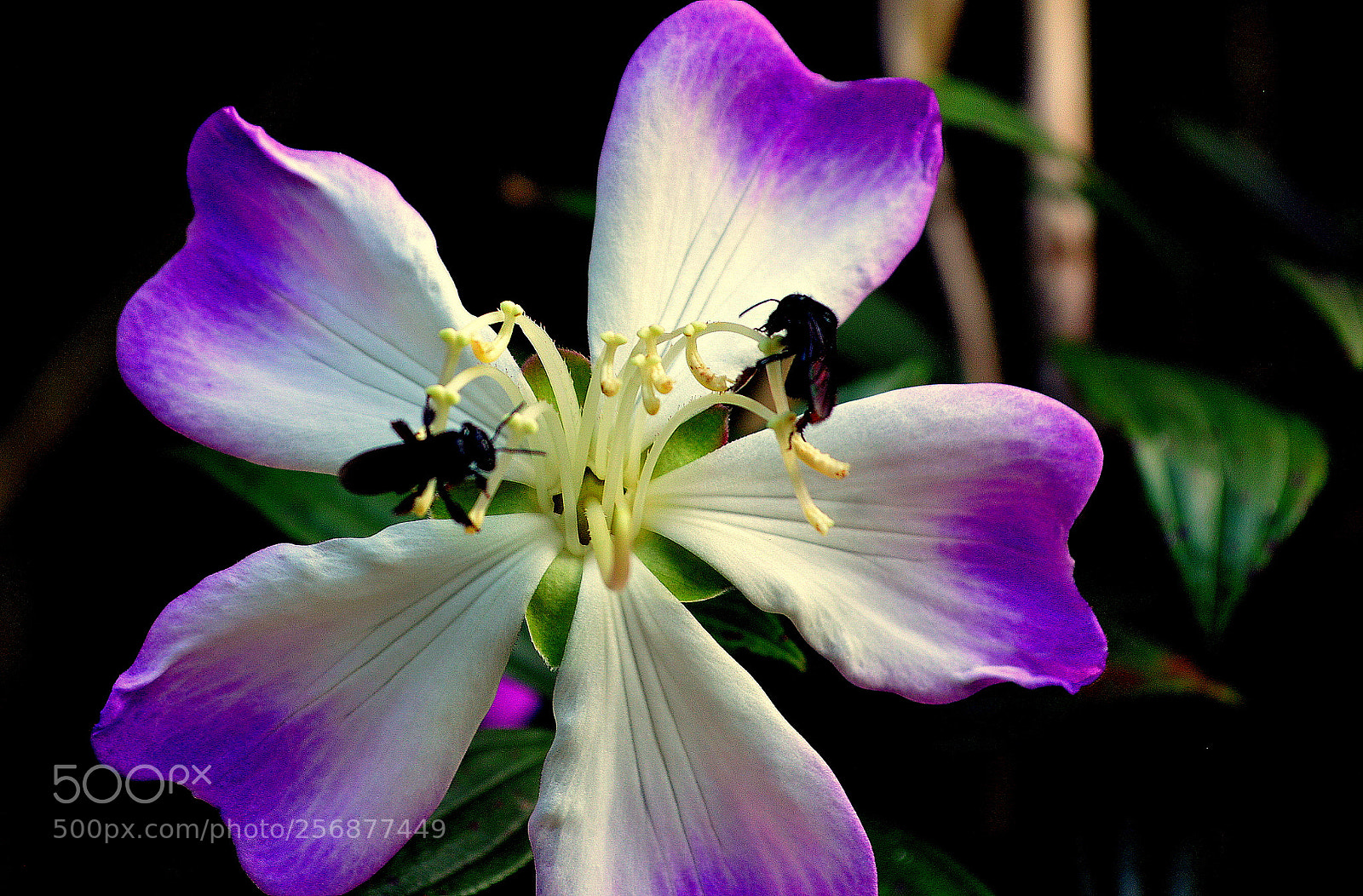 Nikon D3200 sample photo. Manacá flower photography
