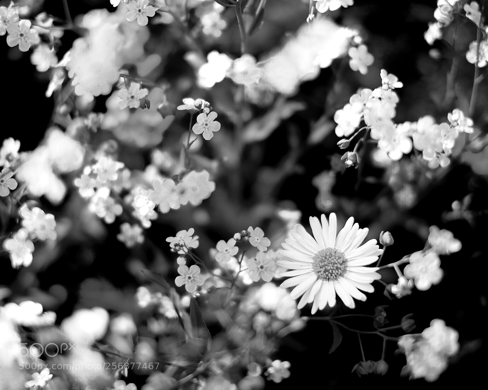 Fujifilm X-T1 sample photo. Bright garden photography
