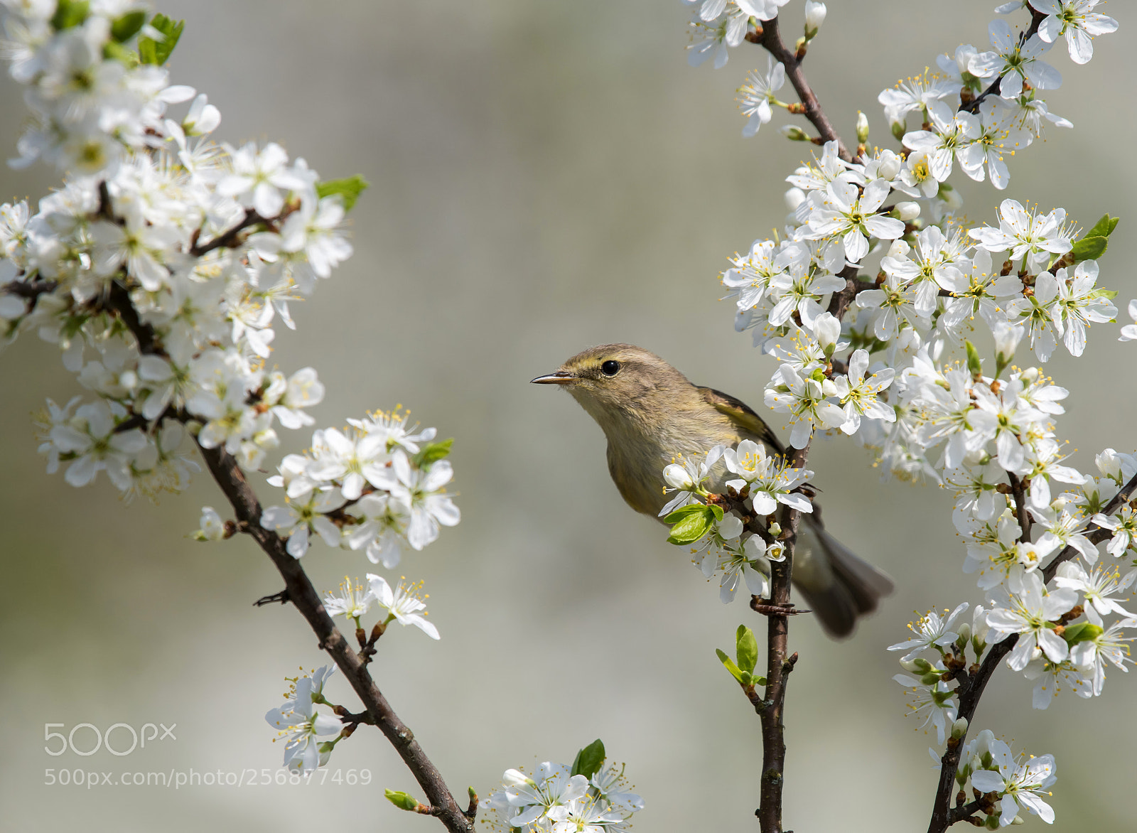 Nikon D850 sample photo. Living in blackthorn photography