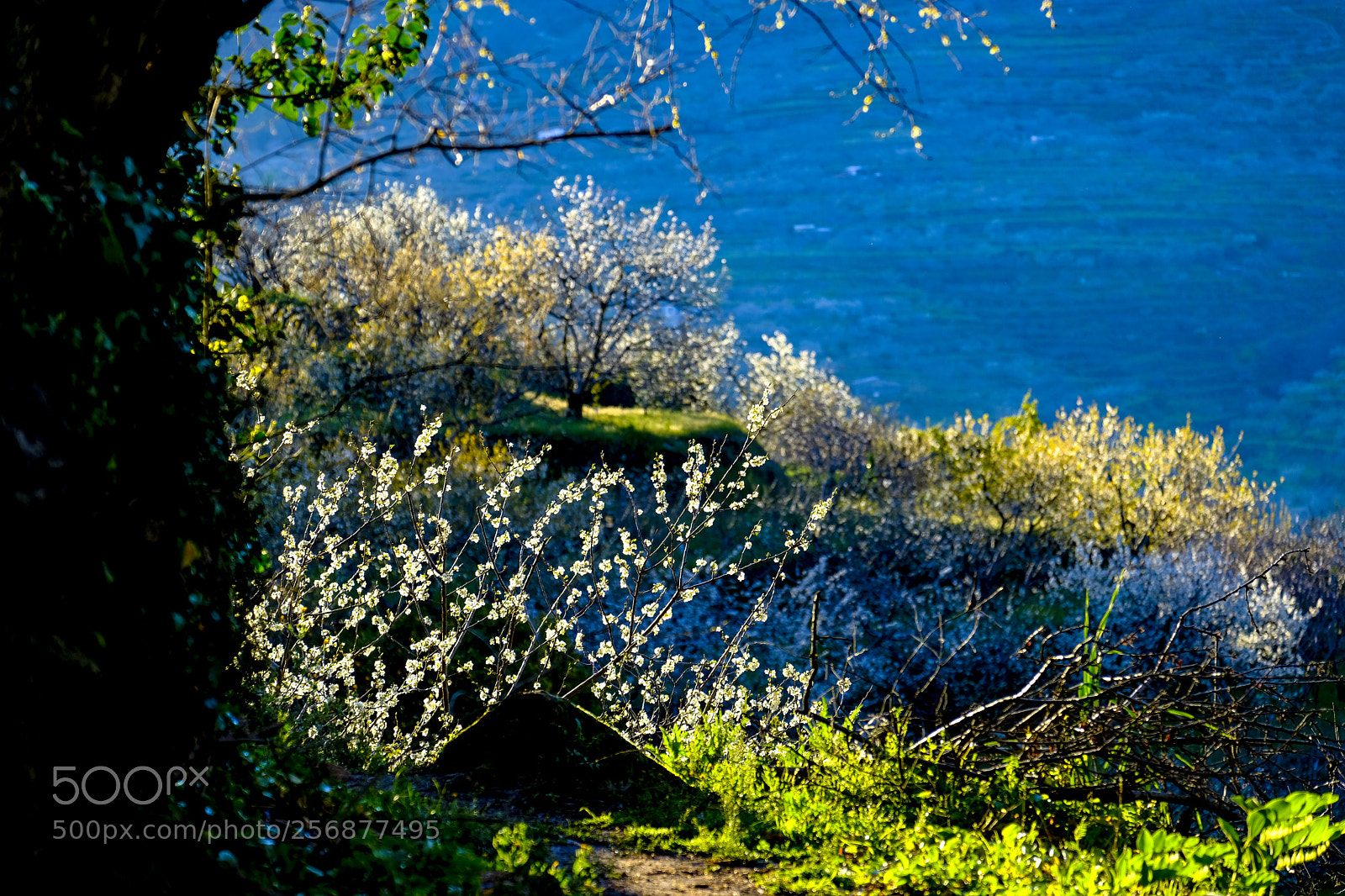 Fujifilm X-T2 sample photo. Springtime in spain photography