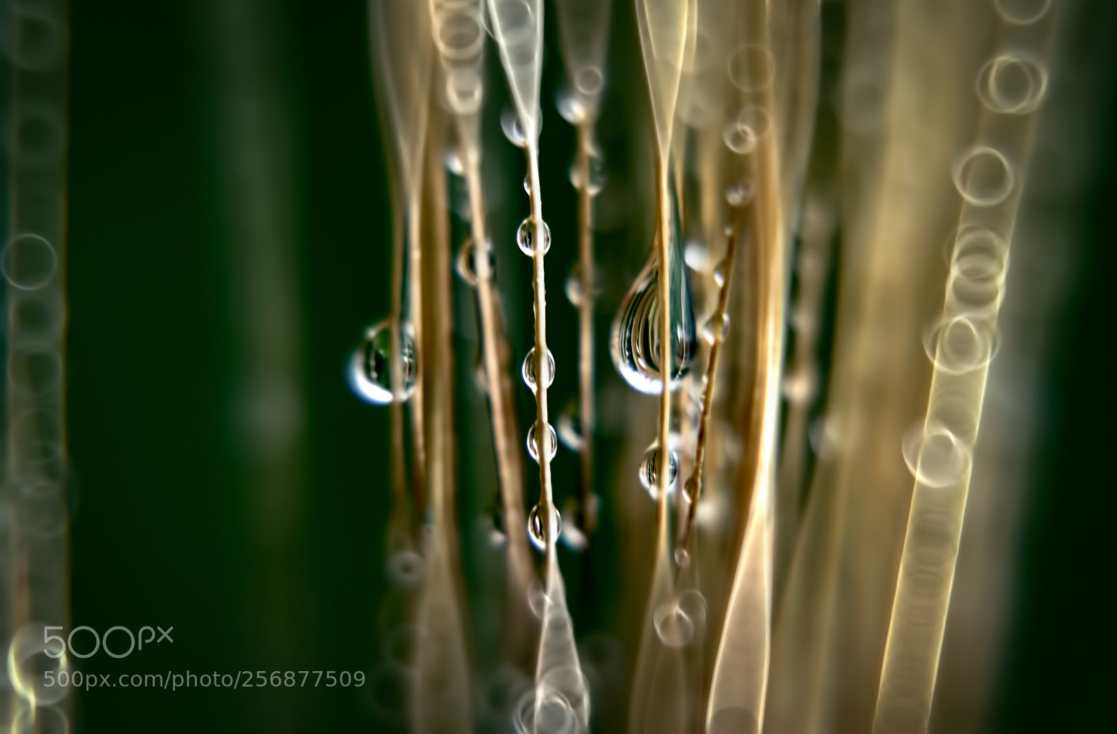 Canon EOS 7D sample photo. Reflections in suspension photography