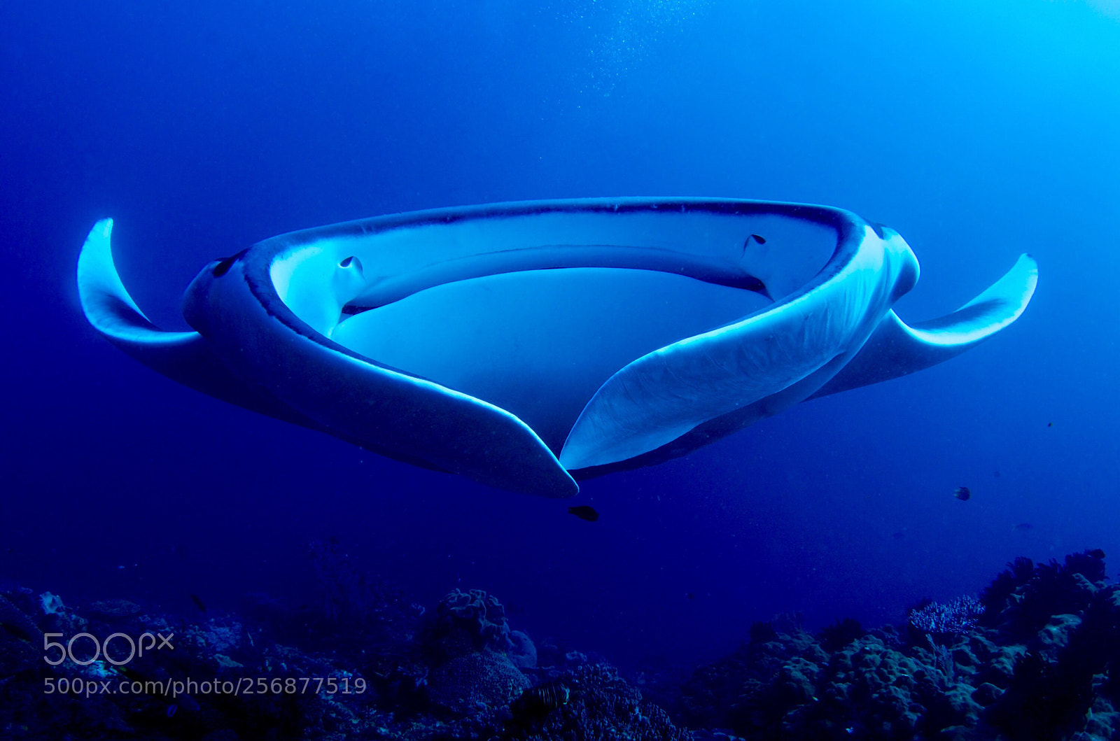 Nikon D7000 sample photo. Manta  photography