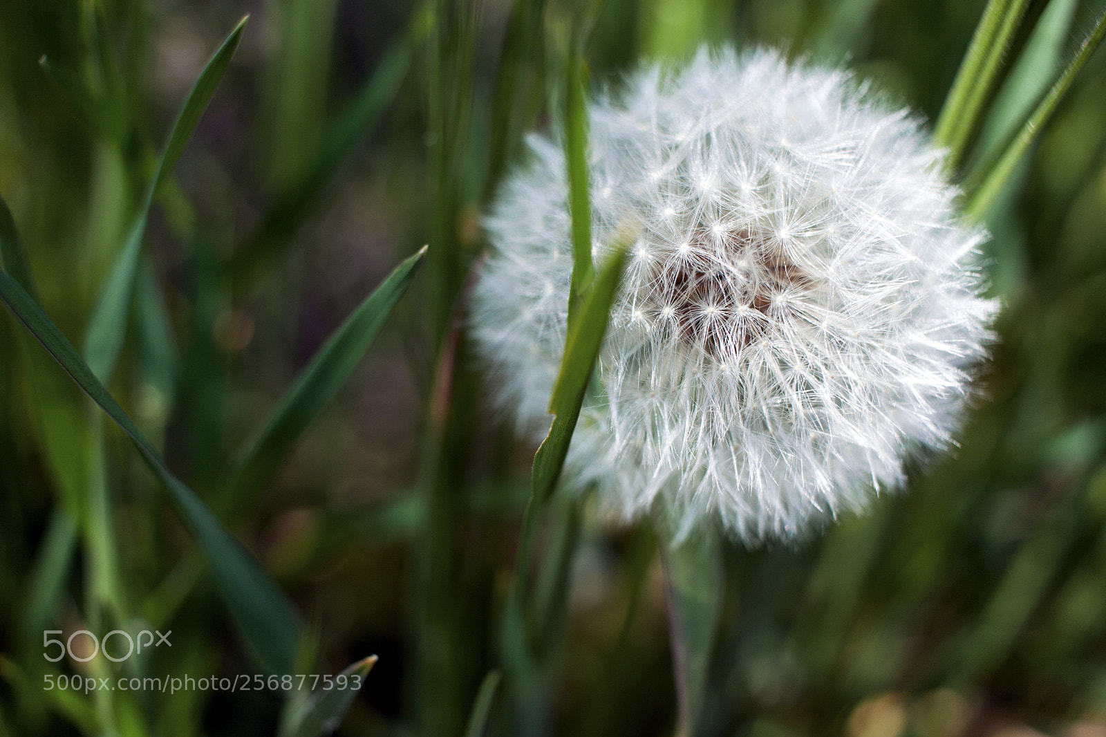 Canon EOS 500D (EOS Rebel T1i / EOS Kiss X3) sample photo. White fluffy dandelion, dandelion photography