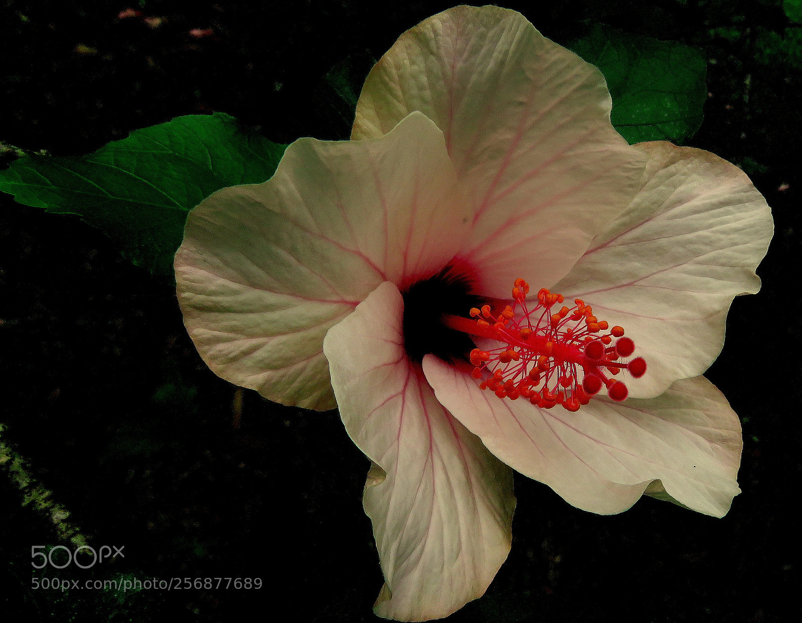 Canon PowerShot SX60 HS sample photo. Hibisco flower ... photography