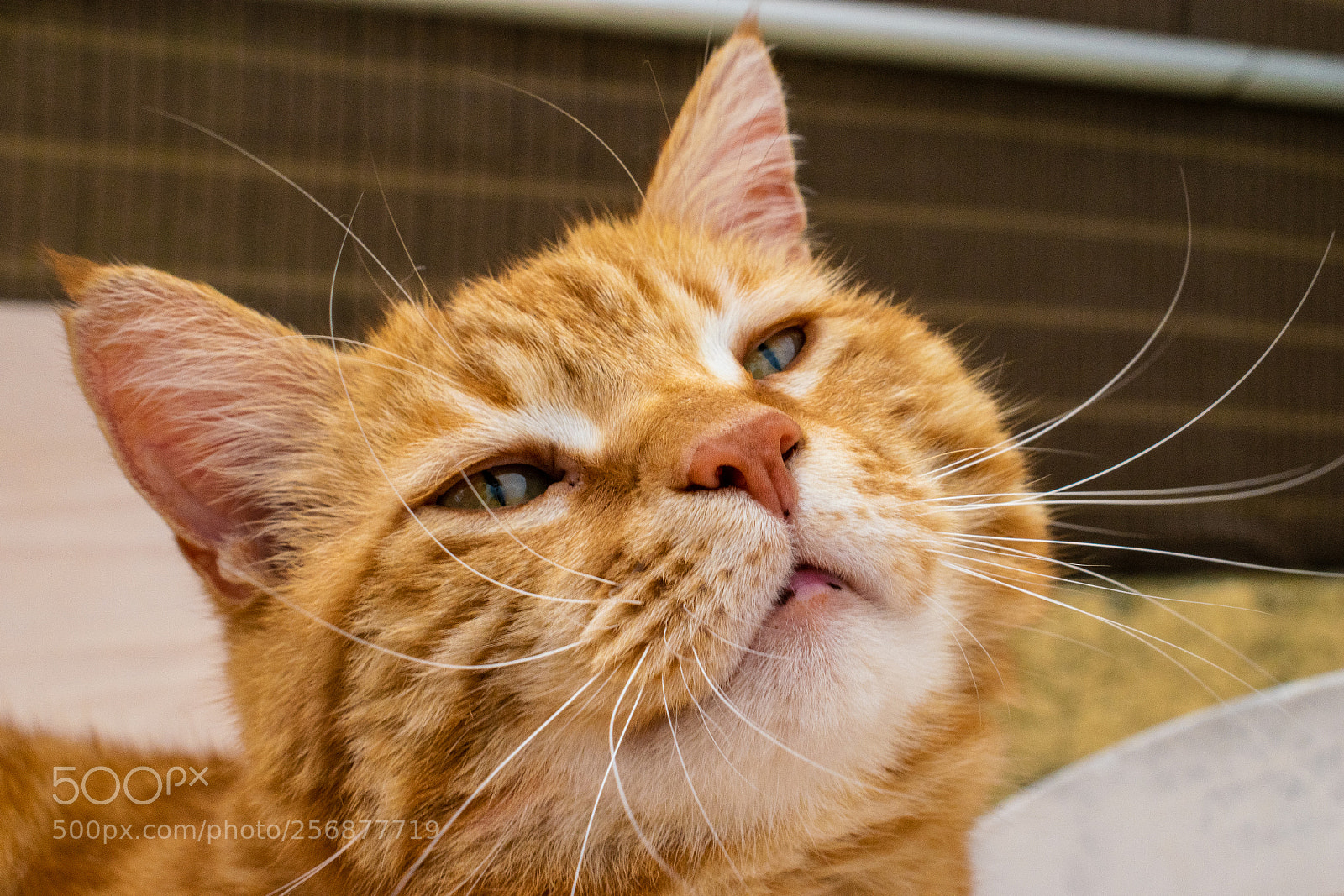 Nikon D3300 sample photo. Garfield the greedy cat photography