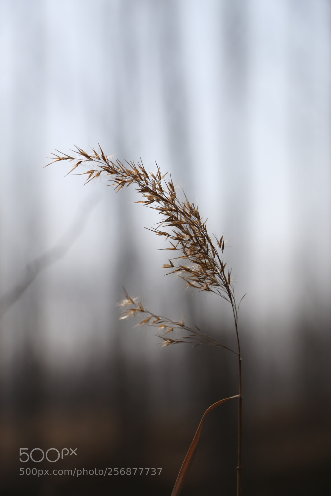 Canon EOS 70D sample photo. Untitled photography