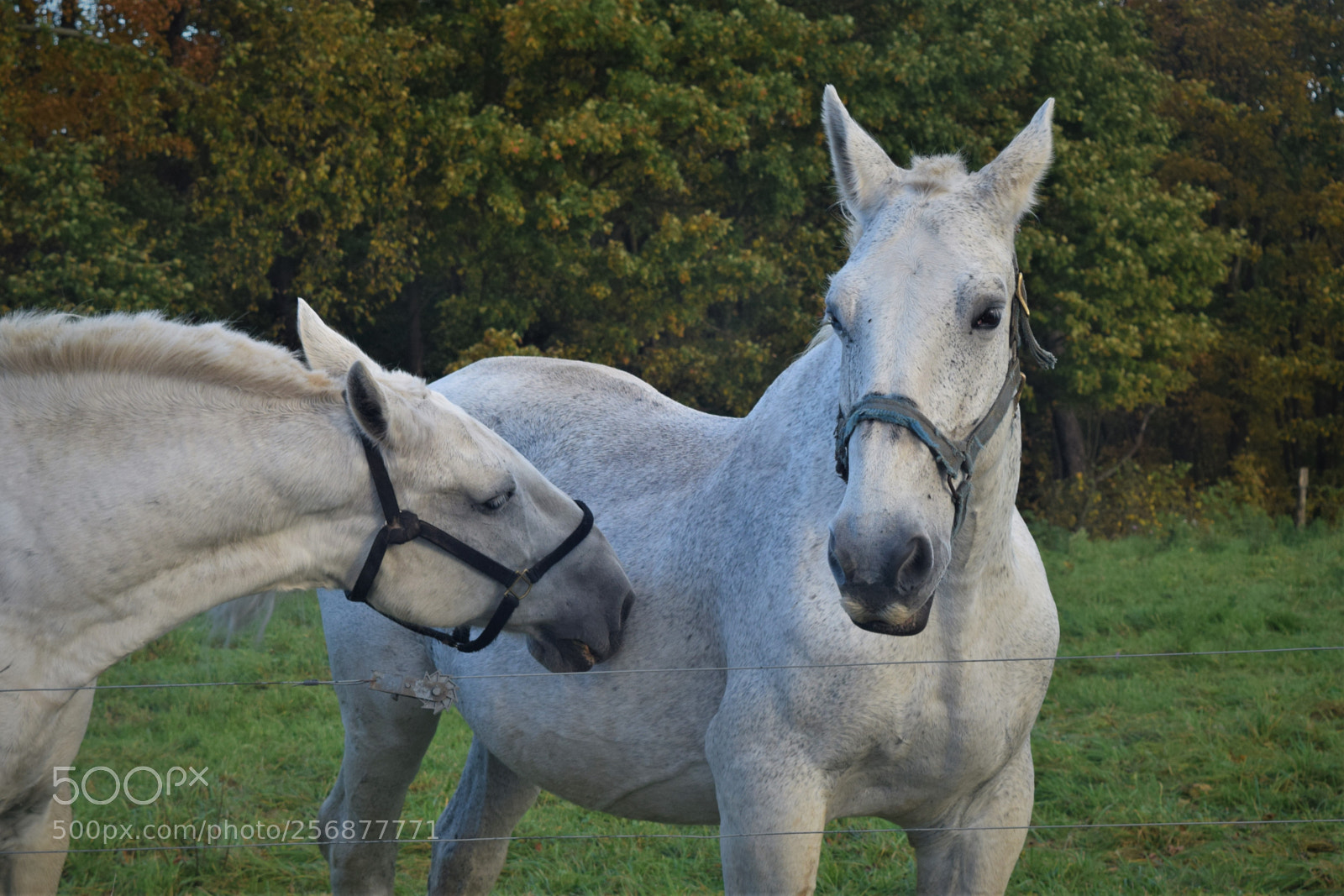Nikon D3300 sample photo. Easy buddy photography