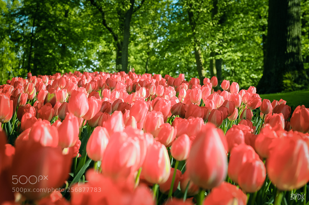 Nikon D700 sample photo. Tulip photography