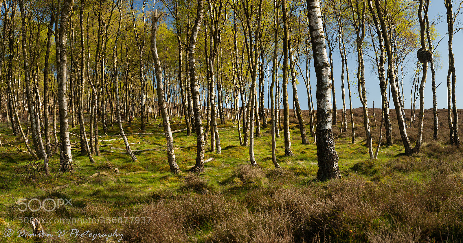 Canon EOS 5D Mark II sample photo. Woods photography