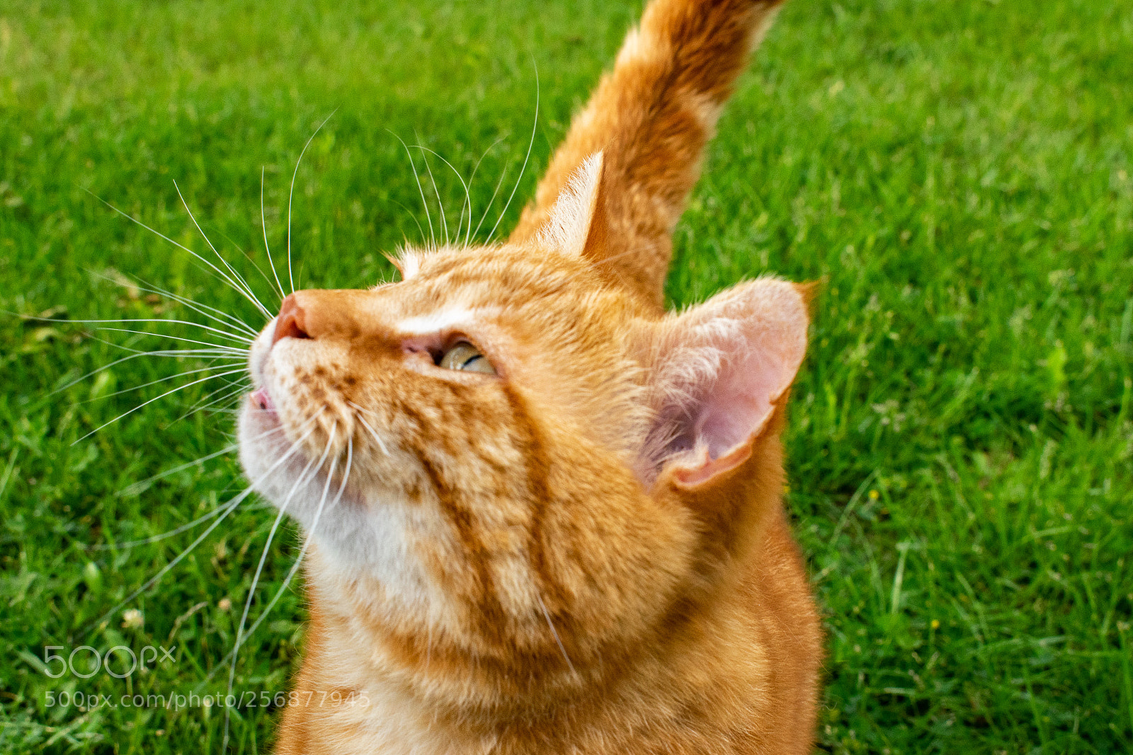 Nikon D3300 sample photo. Garfield the greedy cat photography