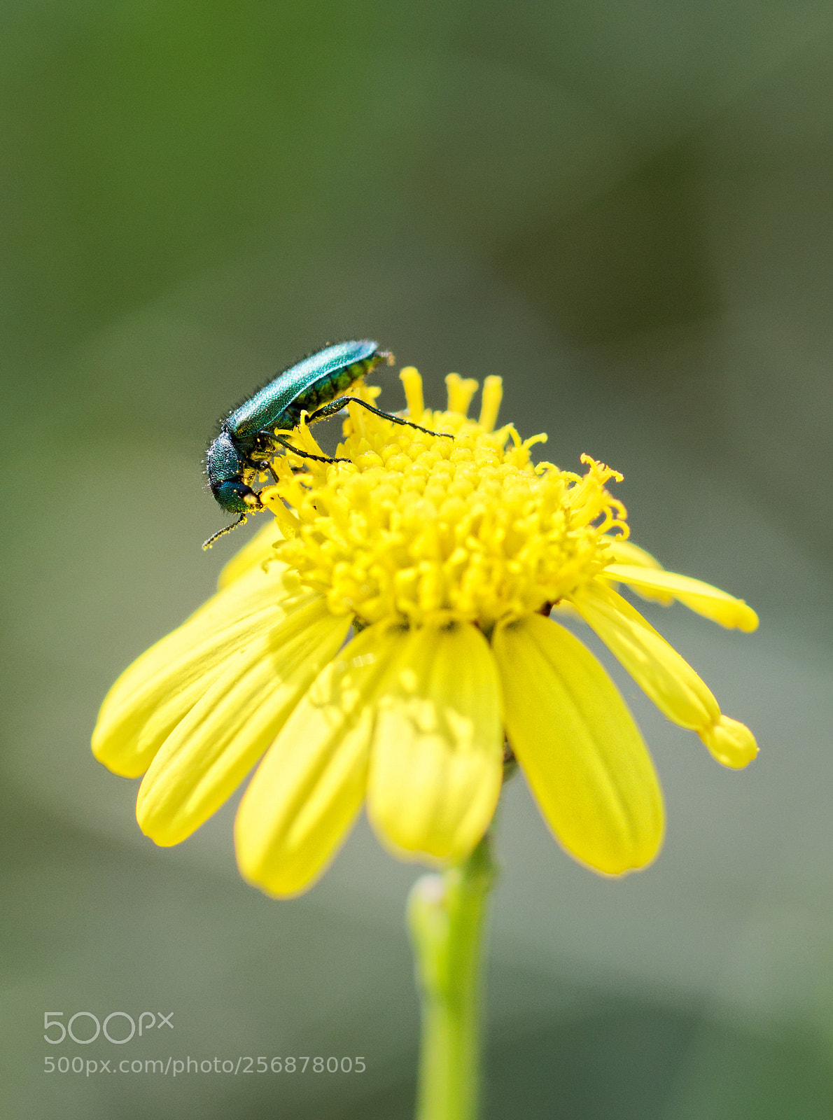 Canon EOS 760D (EOS Rebel T6s / EOS 8000D) sample photo. Lunch time photography