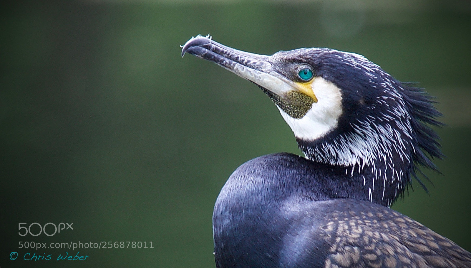 Canon EOS 5DS R sample photo. The great cormorant photography