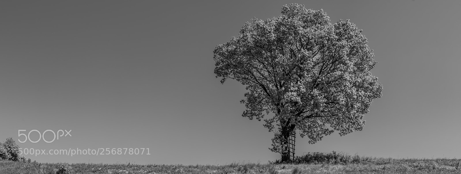 Sony a7 sample photo. The oak - black photography