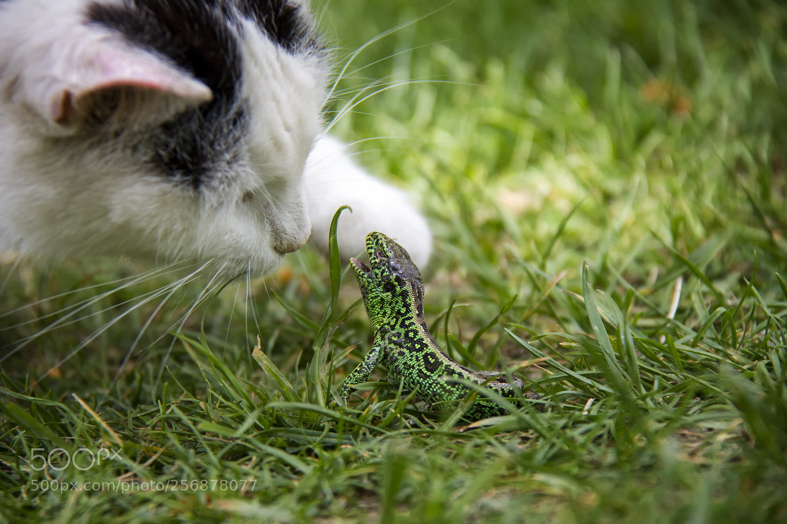 Canon EOS 550D (EOS Rebel T2i / EOS Kiss X4) sample photo. Kitten vs sand lizard photography