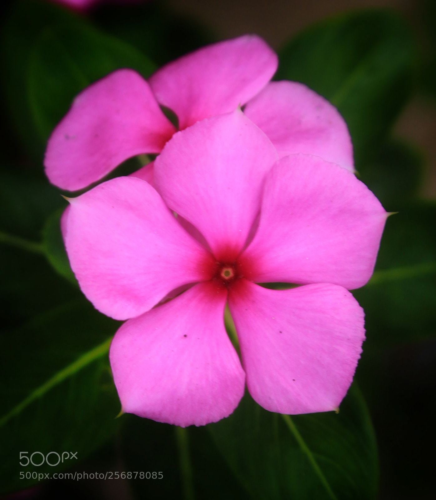 Canon EOS 550D (EOS Rebel T2i / EOS Kiss X4) sample photo. Beauty of flower photography