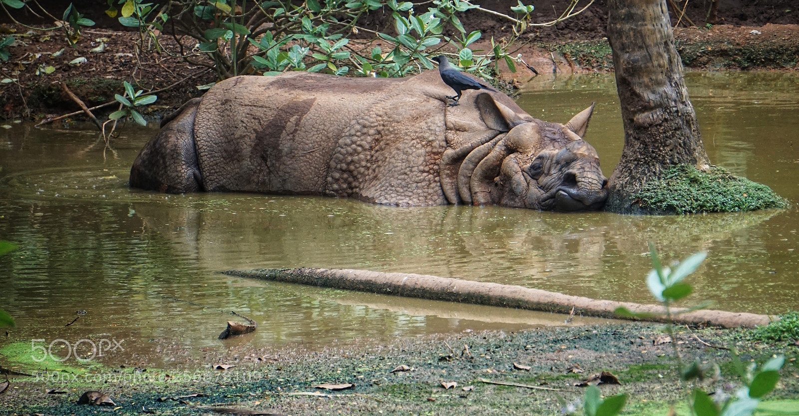 Sony a6000 sample photo. Rhino sleeping photography