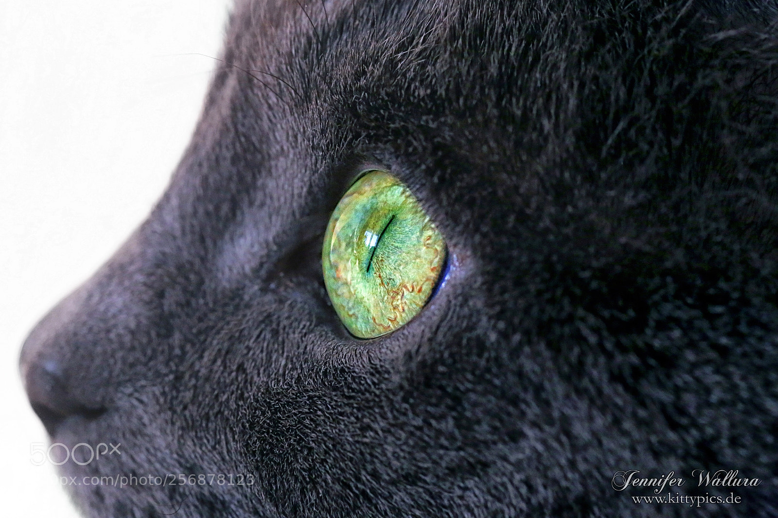 Canon EOS 6D sample photo. Green emerald eyes photography