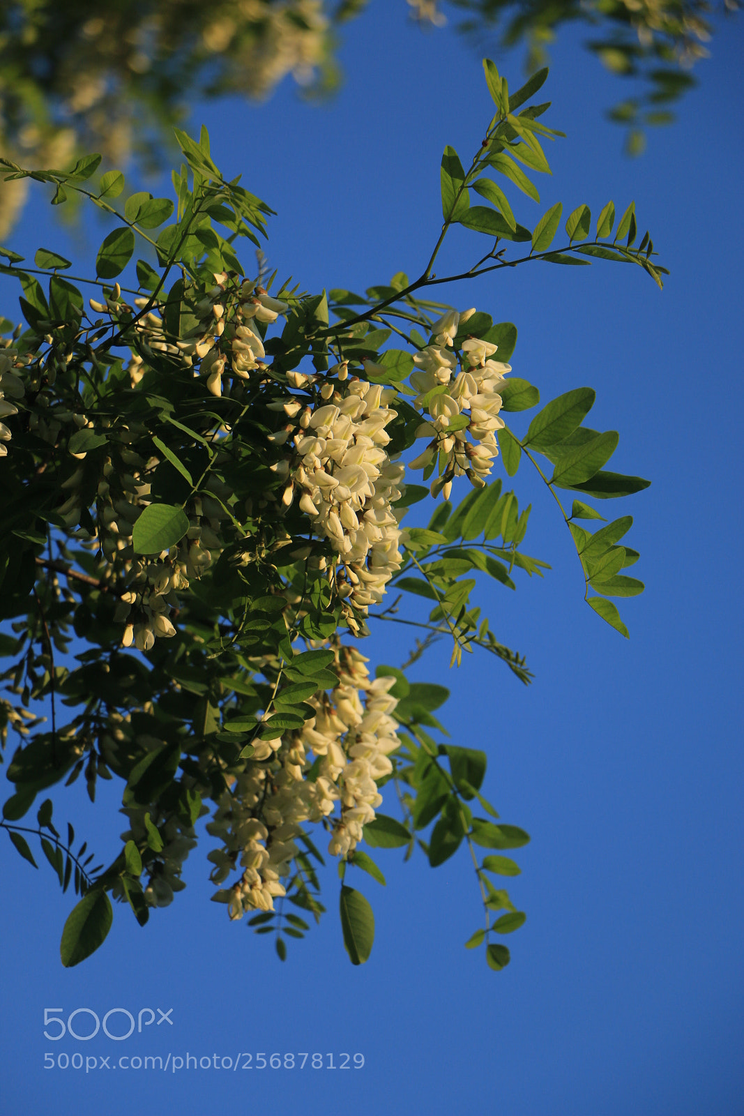 Canon EOS 70D sample photo. Untitled photography