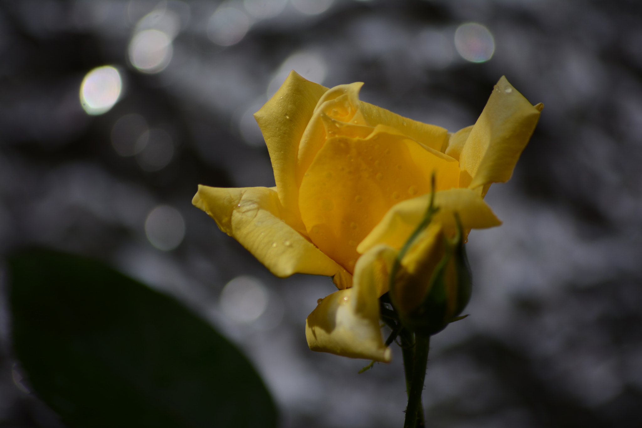 Sigma 70-300mm F4-5.6 APO DG Macro sample photo. Yellow rose photography