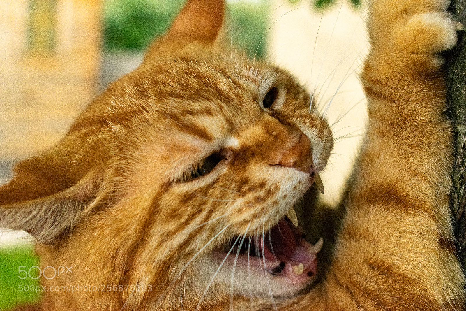 Nikon D3300 sample photo. Garfield the greedy cat photography
