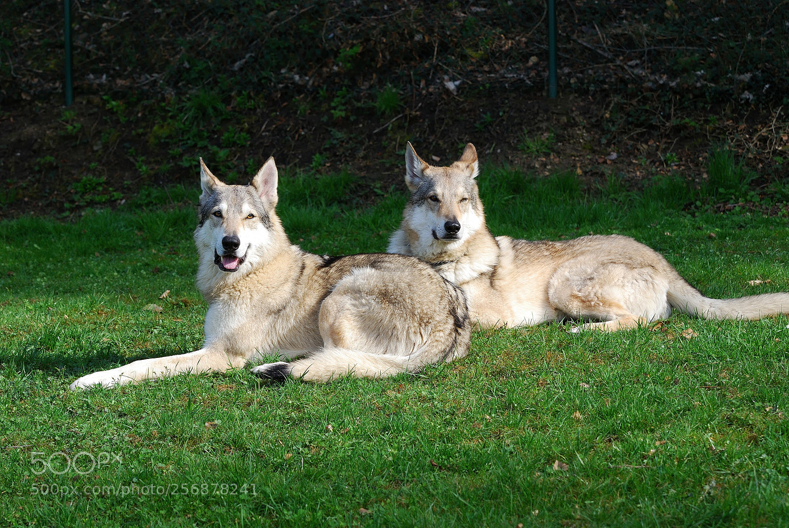 Nikon D80 sample photo. Nx photography