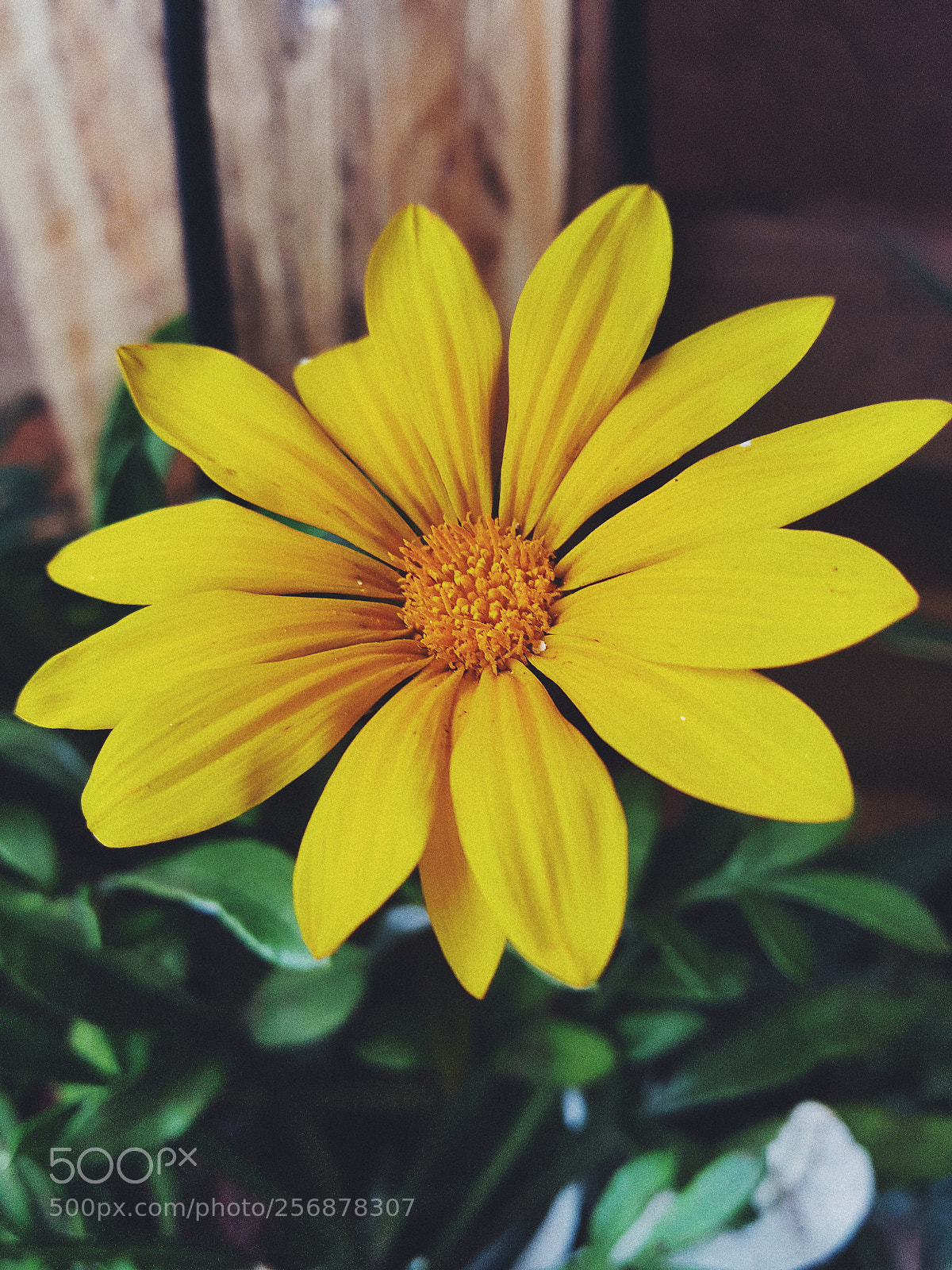 Samsung Galaxy Note5 sample photo. ? photography