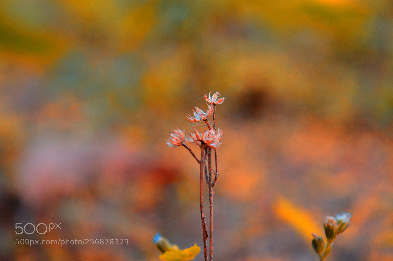 Nikon D3200 sample photo. Fall to live again! photography