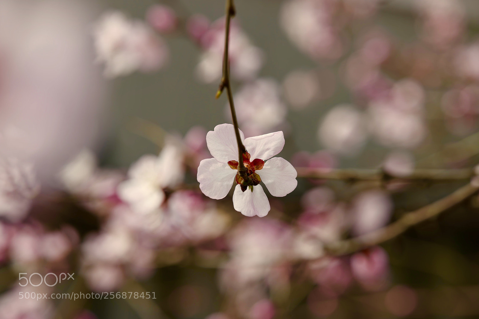 Leica SL (Typ 601) sample photo. Untitled photography