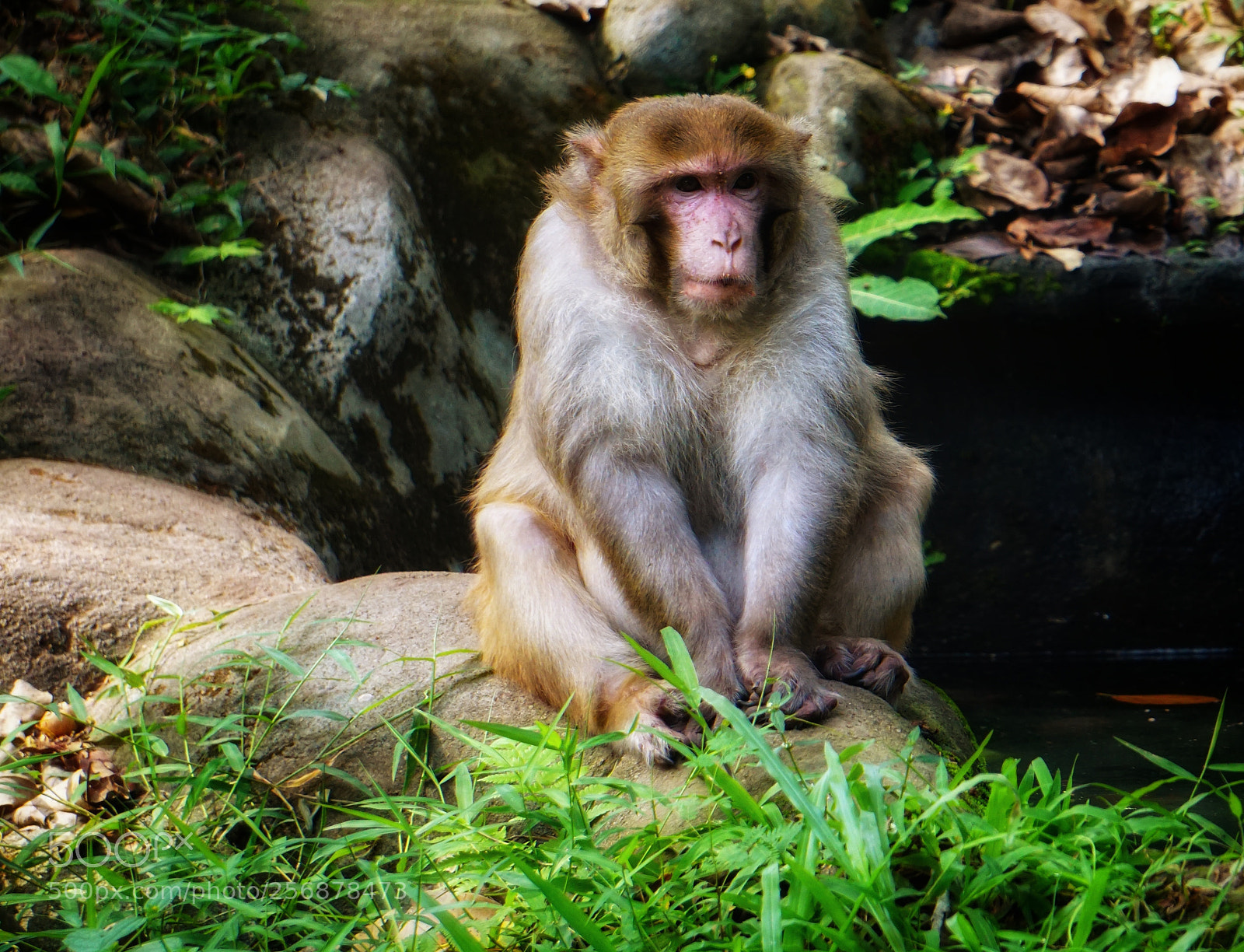 Sony a6000 sample photo. The common monkey photography