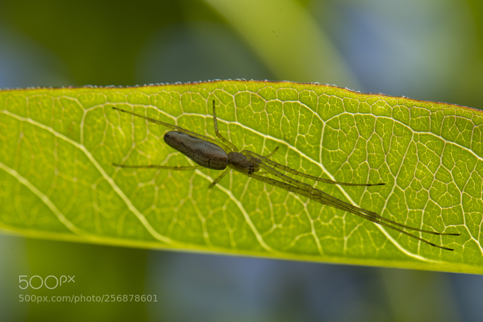 Nikon D7200 sample photo. See through spider photography