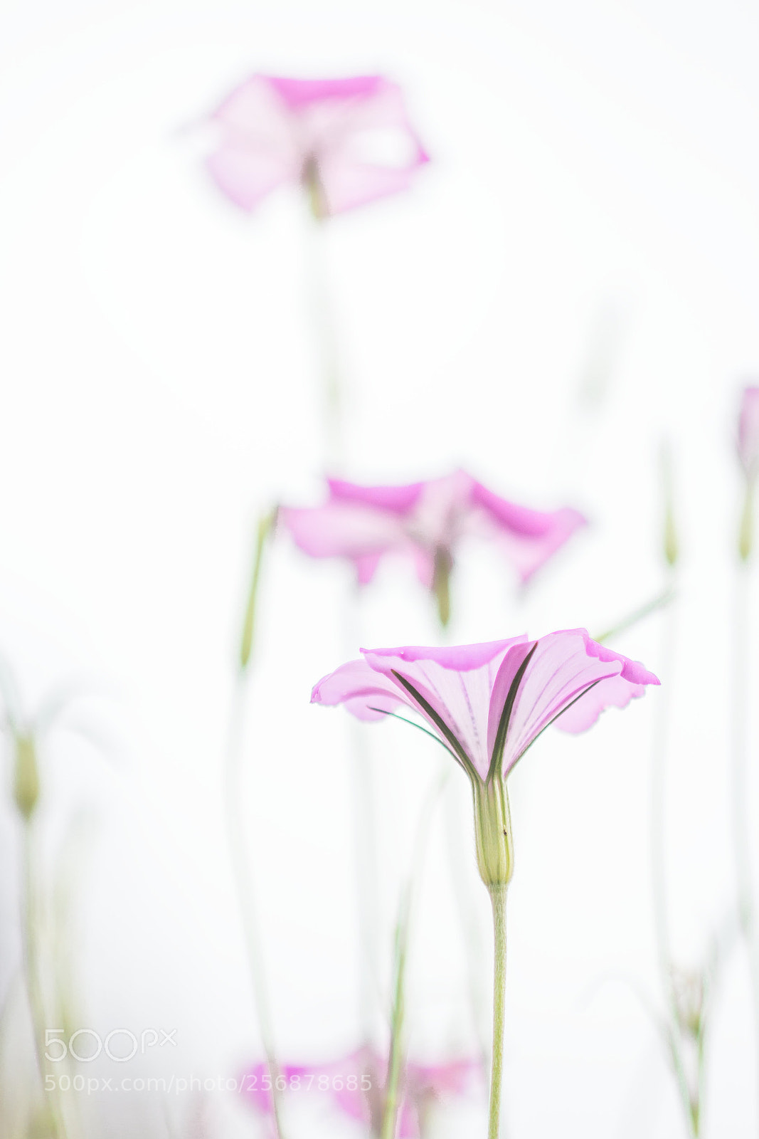 Canon EOS 60D sample photo. Beautiful weed photography