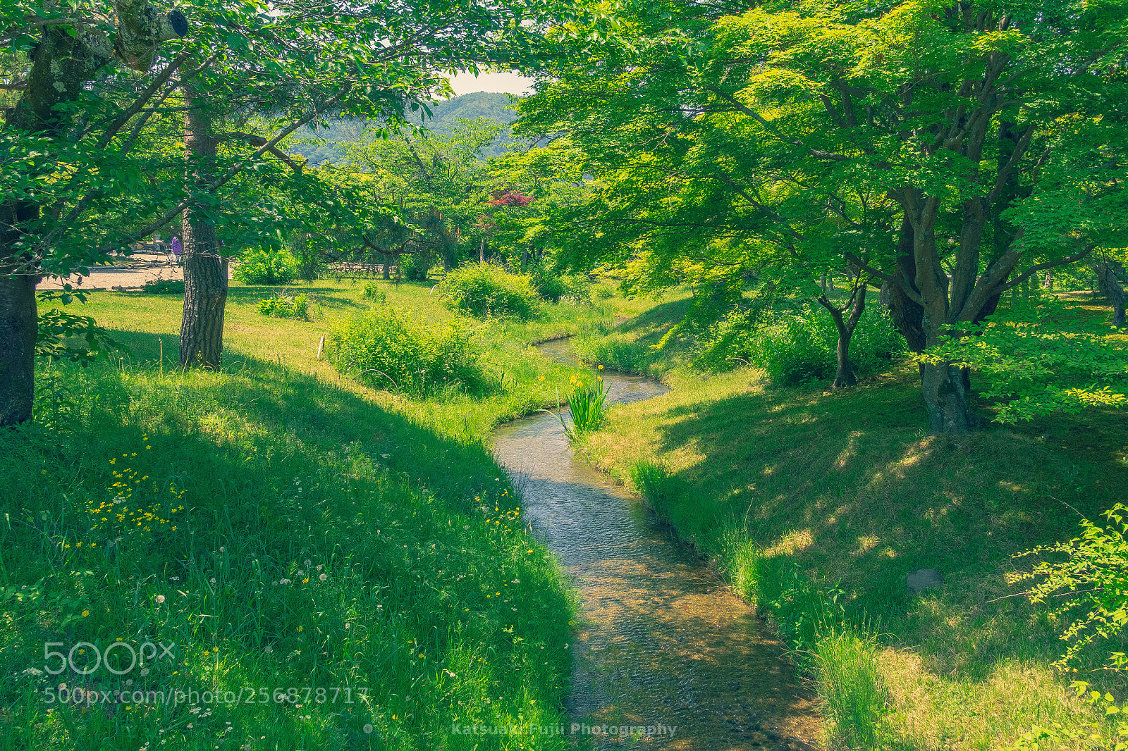 Olympus OM-D E-M1 sample photo. Stream runs thru daydream photography