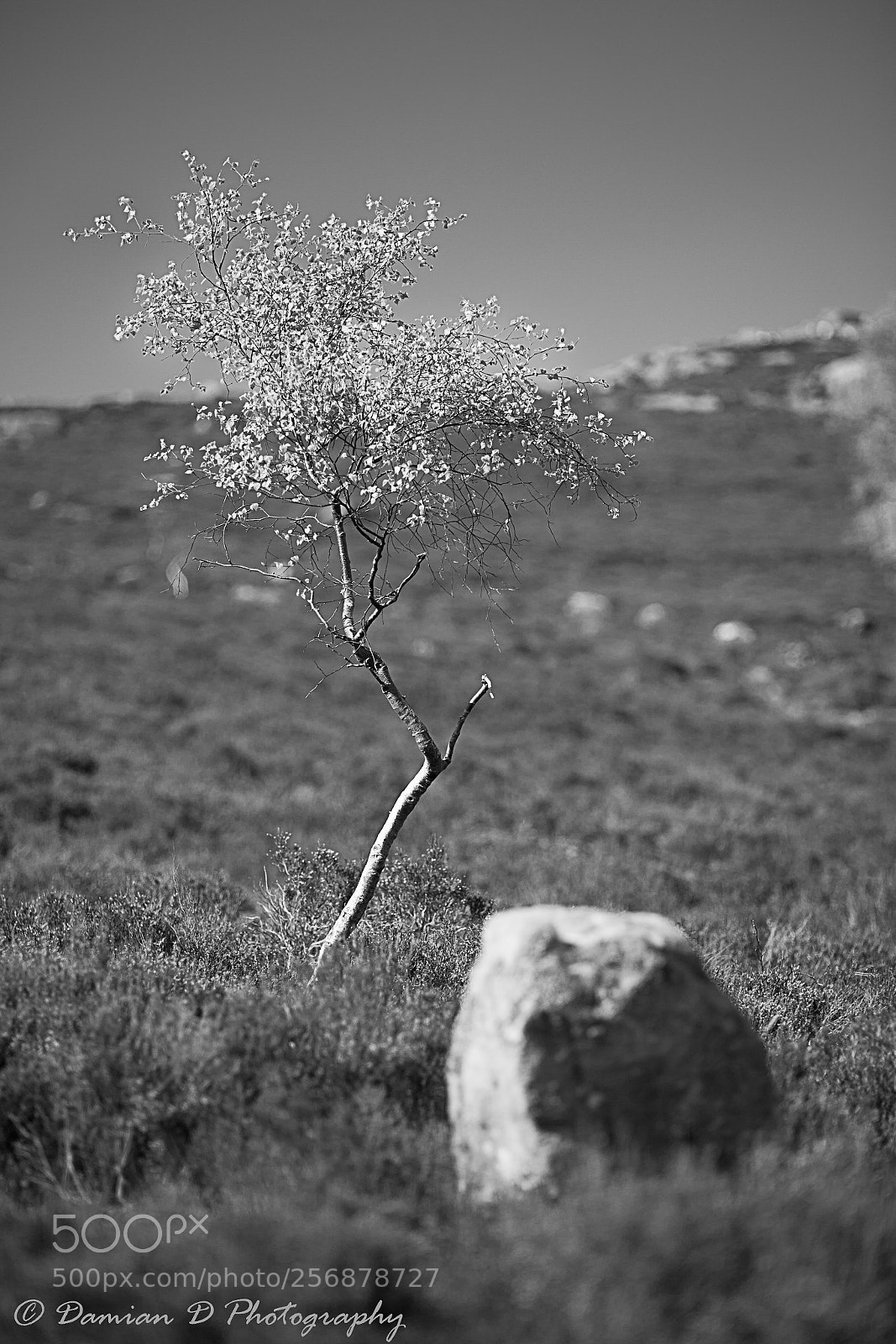 Canon EOS 5D Mark II sample photo. Alone photography