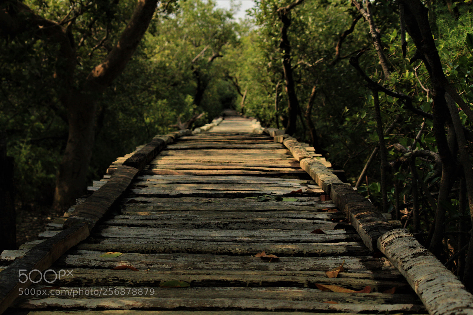 Canon EOS 1300D (EOS Rebel T6 / EOS Kiss X80) sample photo. Long way in nature! photography