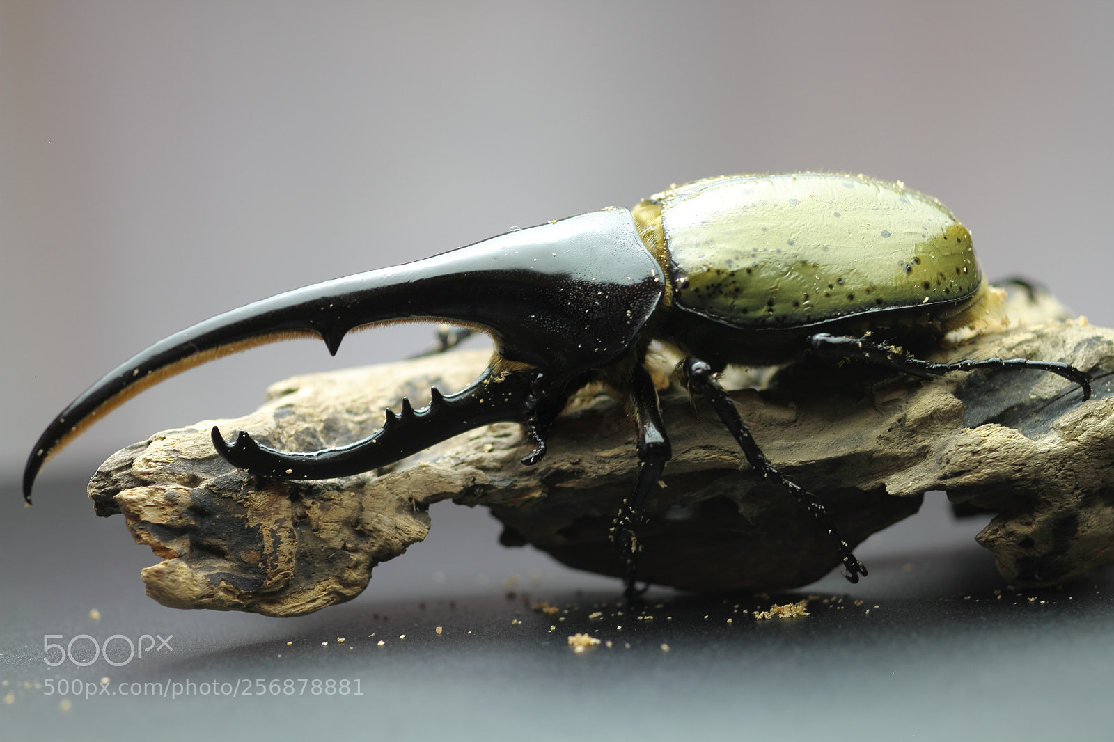 Canon EOS 7D + Canon EF 50mm F1.8 II sample photo. Dynastes hercules hercules photography