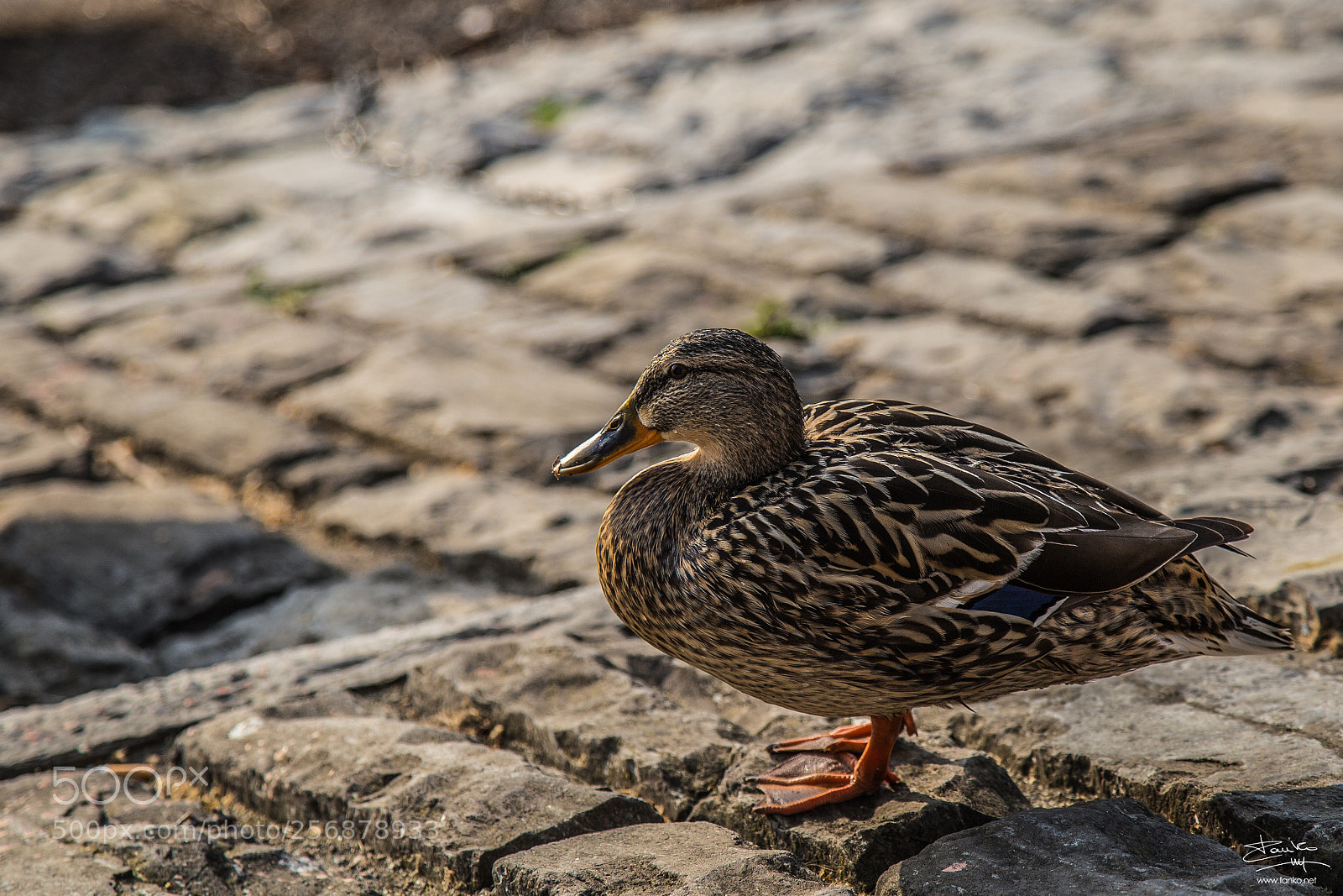 Canon EOS 6D sample photo. *duck* photography