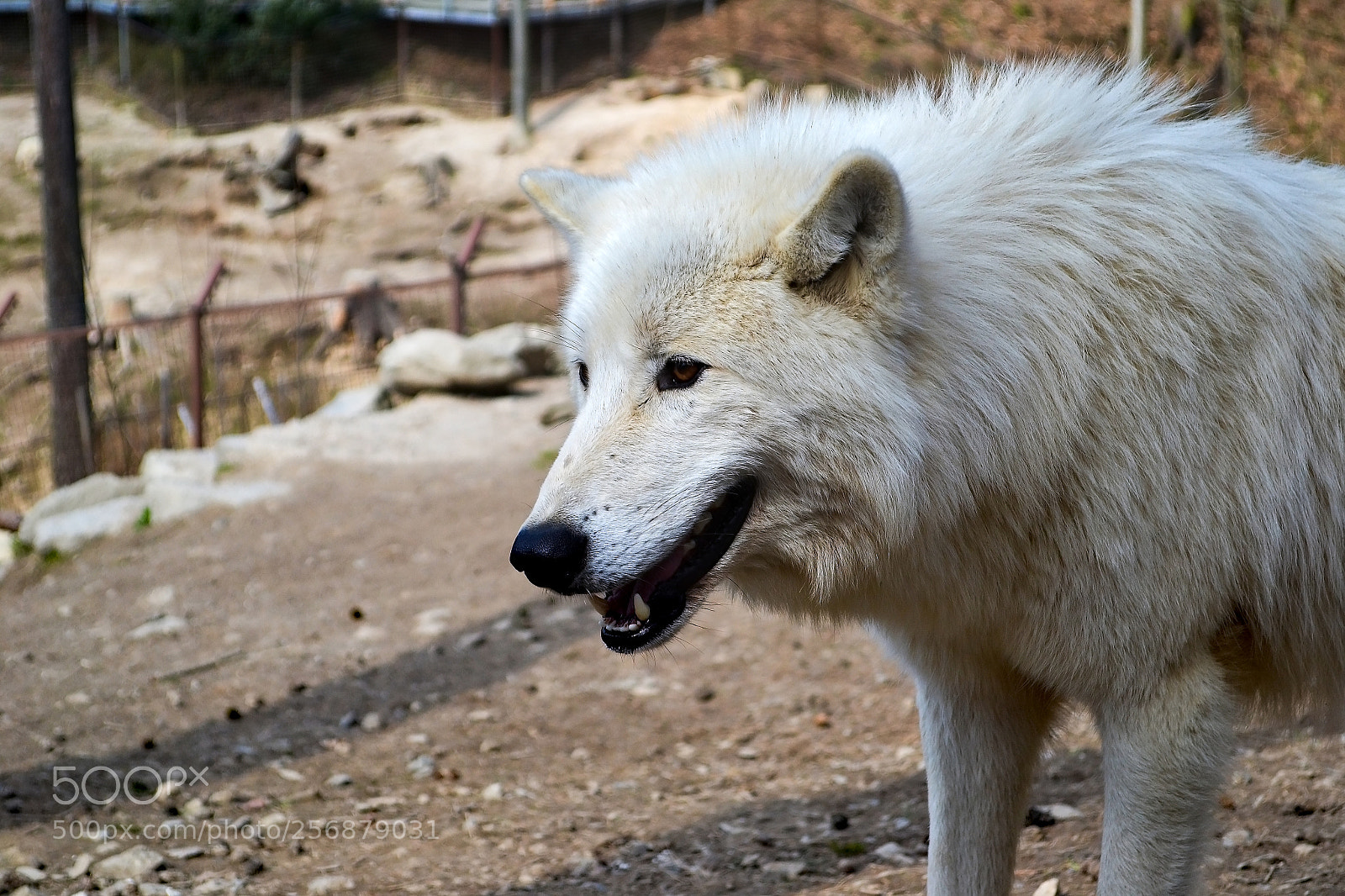Nikon D3100 sample photo. White wolf photography