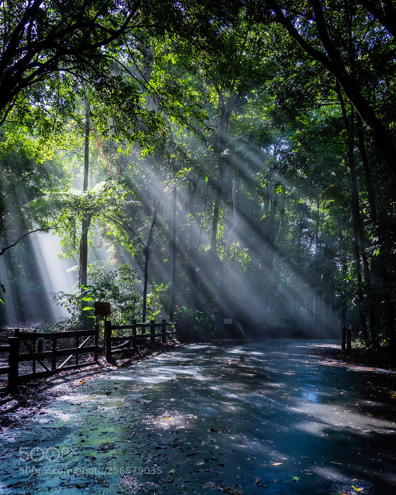Olympus OM-D E-M1 Mark II sample photo. Rays of sunshine photography