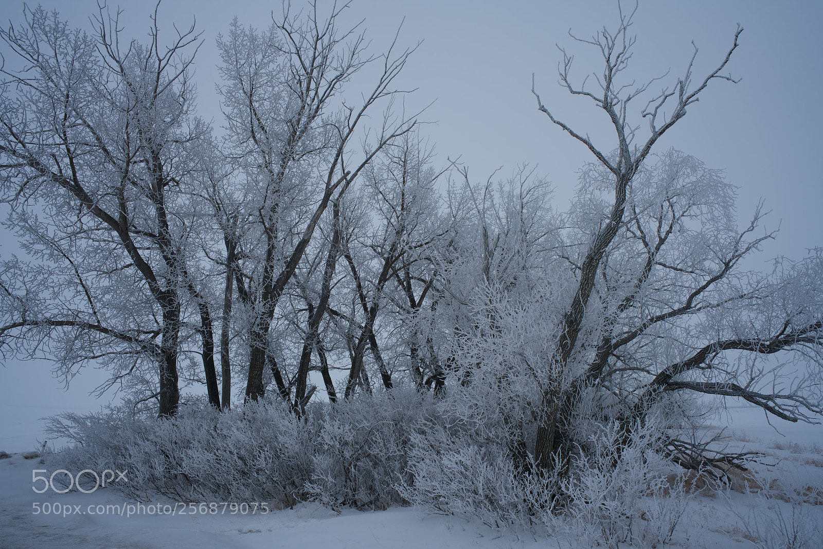 Sony a7R II sample photo. Winterland photography
